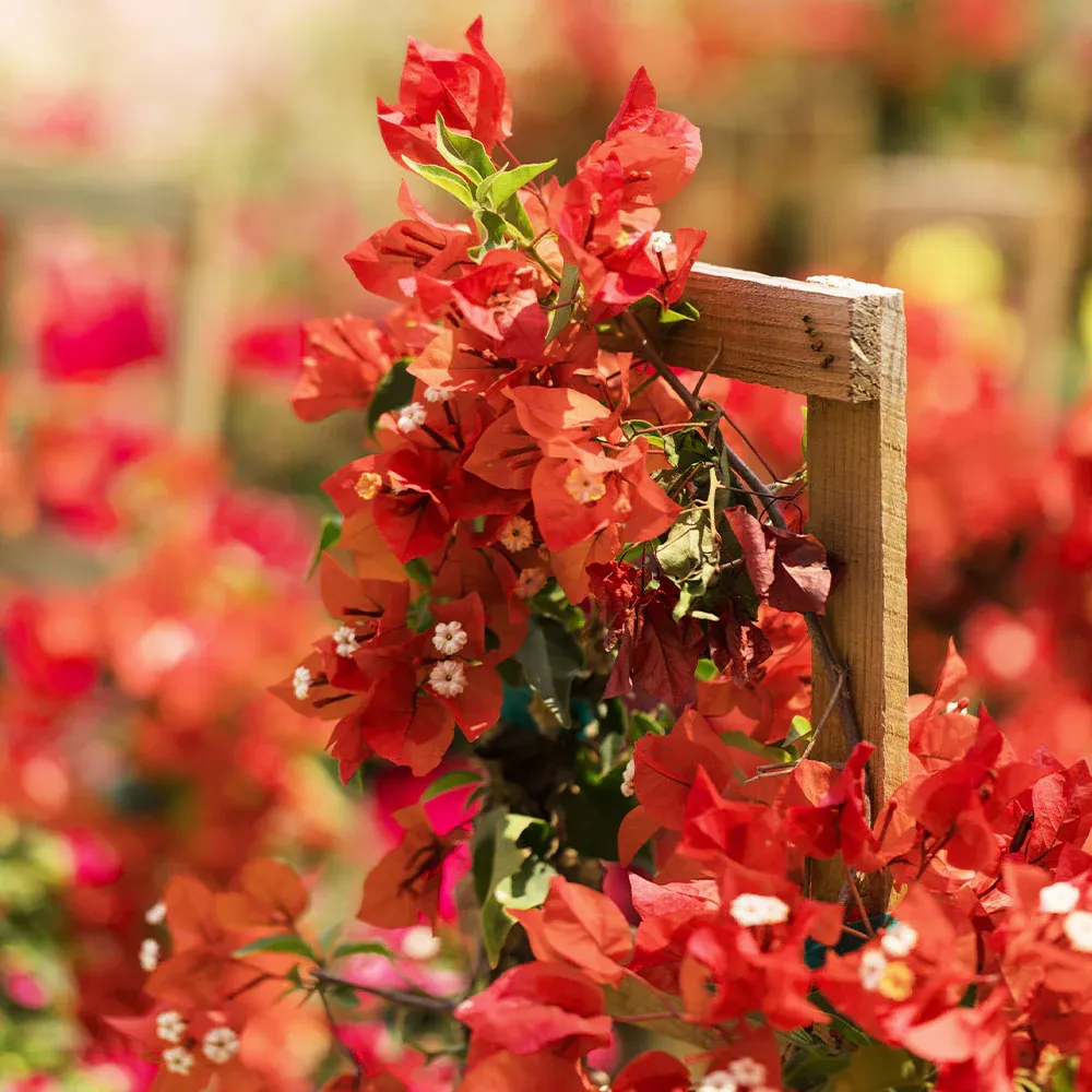 Sundown Orange Bougainvillea Vine - Vibrant Tropical Climbing Plant 2