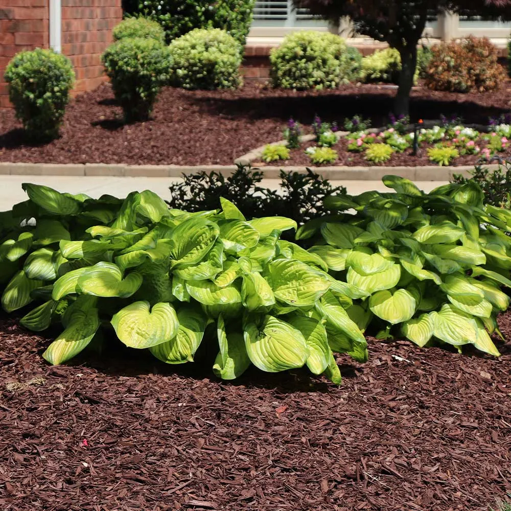 Handcrafted Stained Glass Hosta Plant Decorative Ornament 3