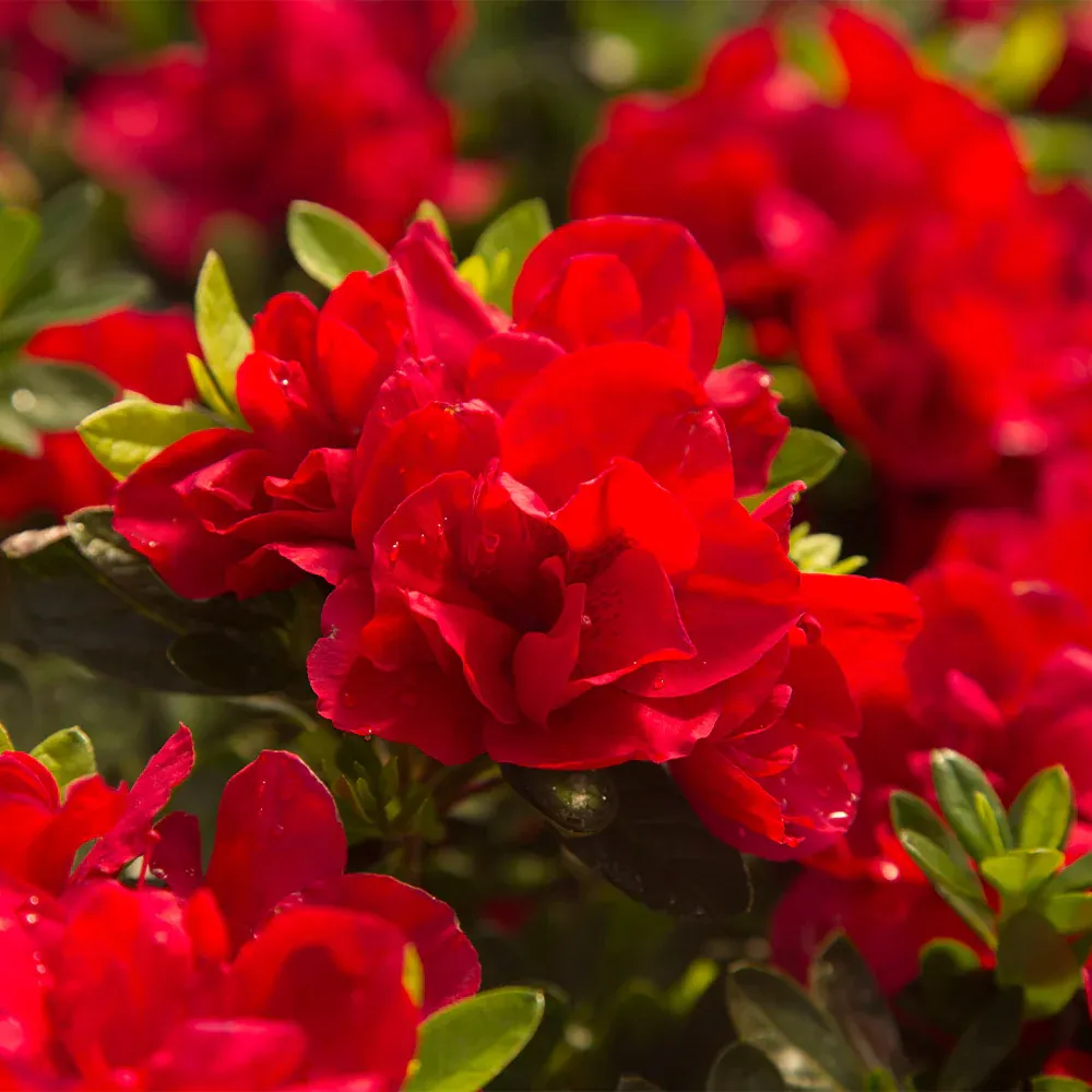 Autumn Bonfire® Encore® Reblooming Azalea Shrub