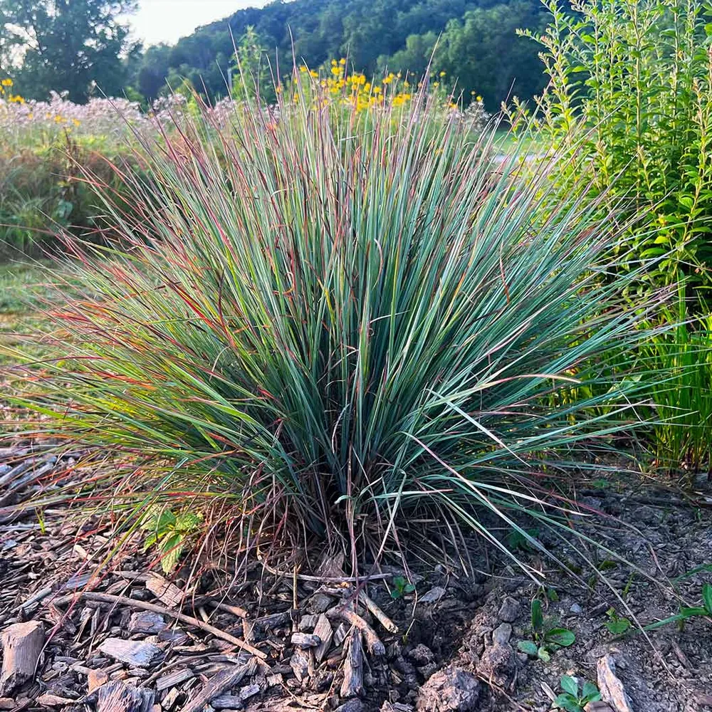 Prairie Blues Little Bluestem Grass (Schizachyrium scoparium) - Ornamental Native Perennial