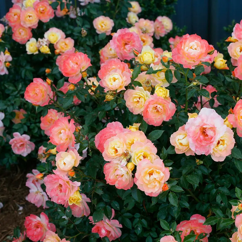 Proven Winners® Oso Easy Italian Ice® Rose Shrub - Disease Resistant Landscape Rose 1