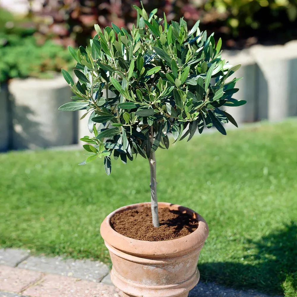 Koroneiki Greek Olive Tree - Live Olea Europaea Plant 2