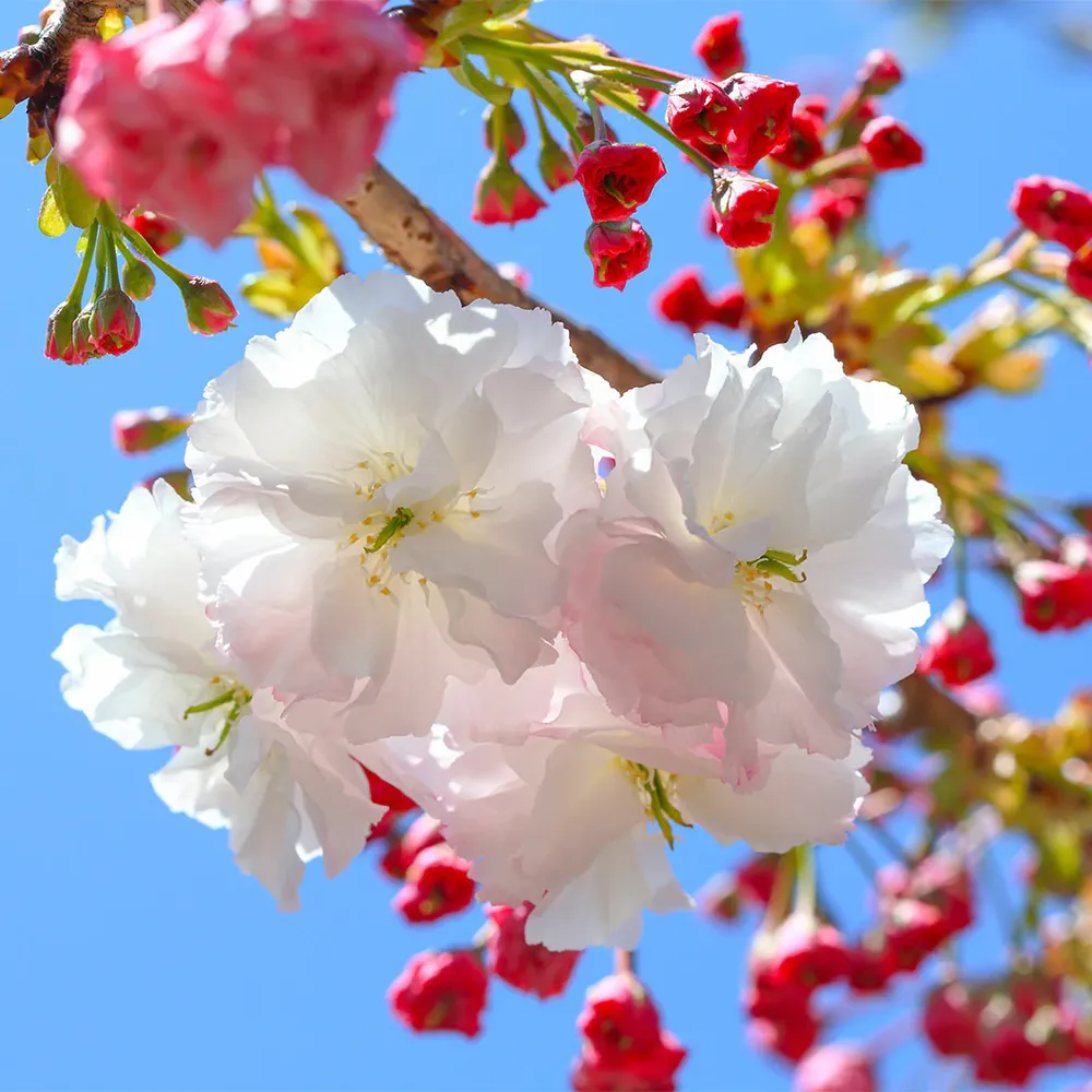 Shirofugen Flowering Cherry Tree (Prunus serrulata 'Shirofugen') 1