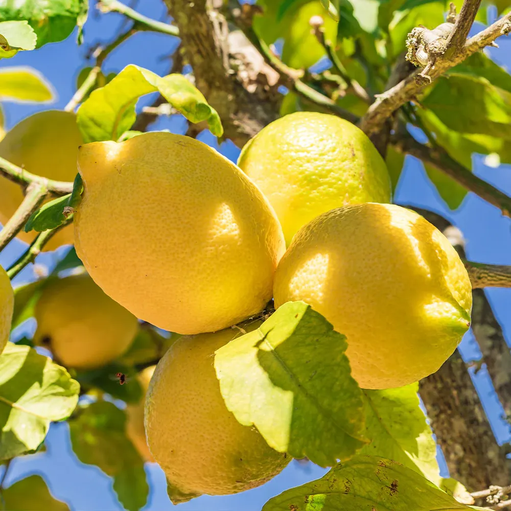 Eureka Lemon Tree - Live Citrus Fruit Plant