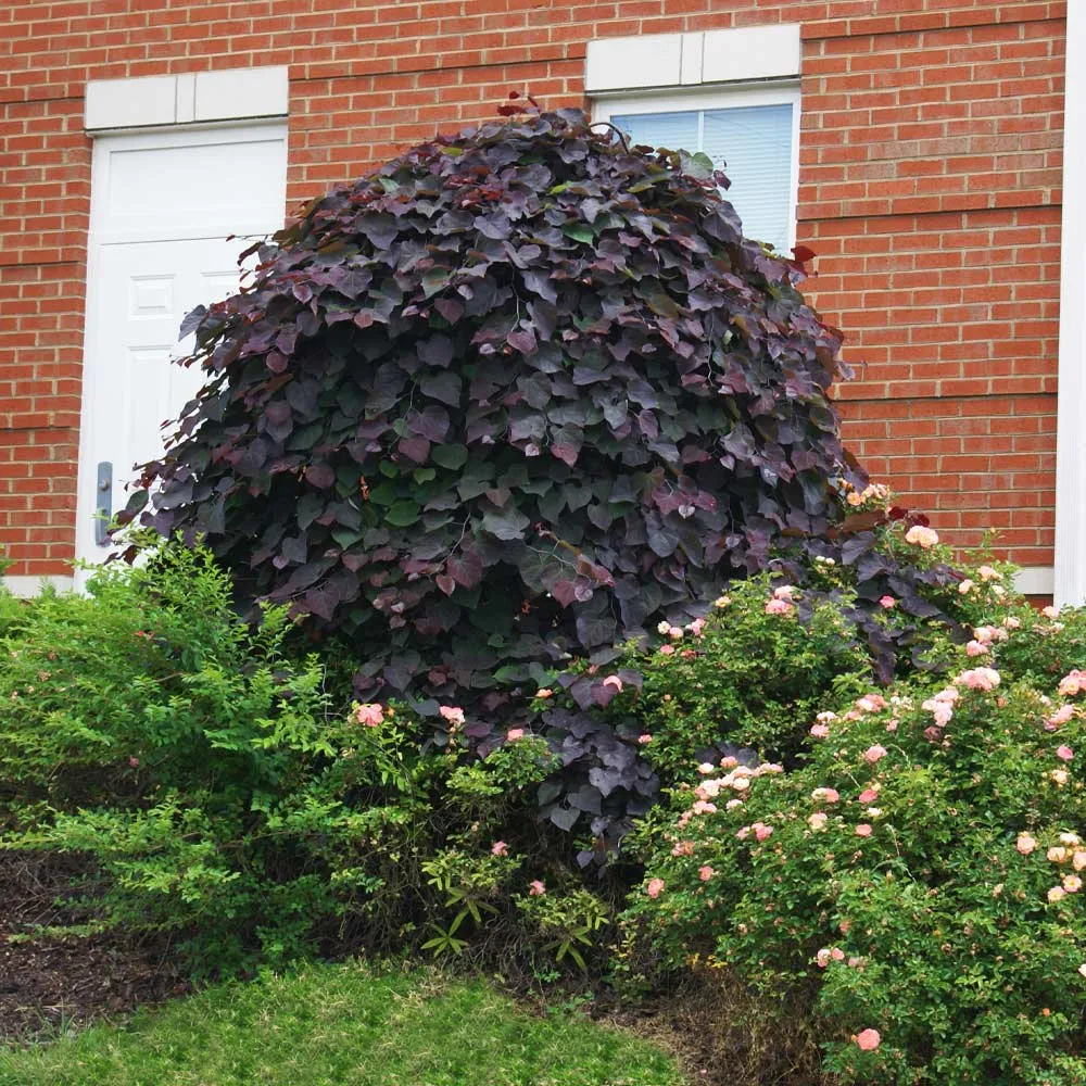 Ruby Falls Weeping Redbud Tree - Compact Cascading Ornamental Cercis canadensis