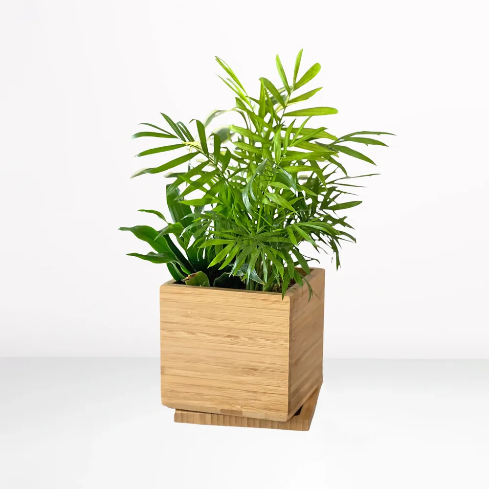 Tropical Desktop Garden Kit in Sustainable Bamboo Planter