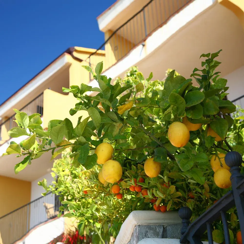 Eureka Lemon Tree - Live Citrus Plant for Home and Garden 1