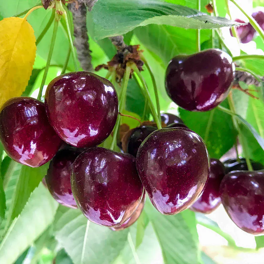 Chelan™ Sweet Cherry Tree - Early Season Fruit Variety 1