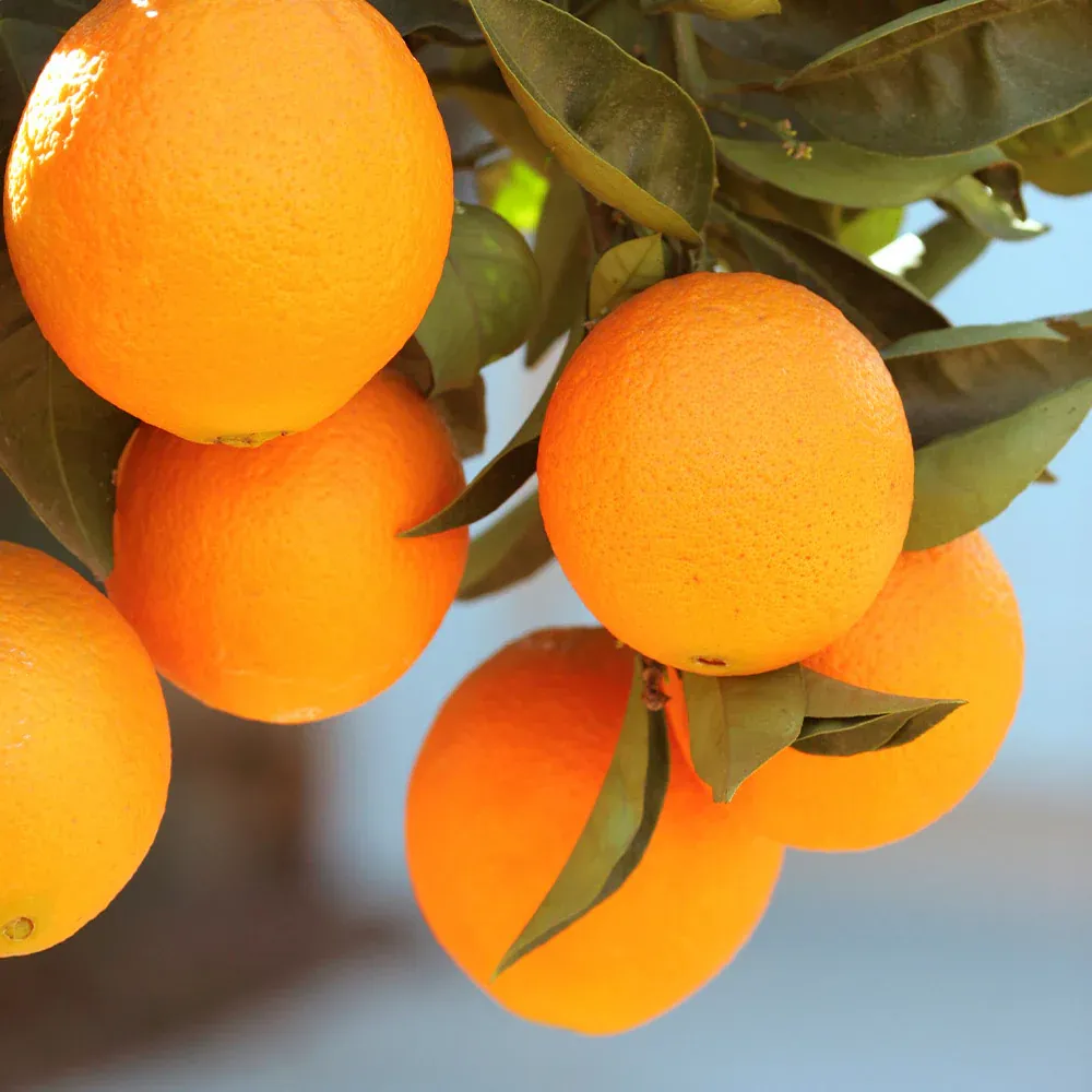 Lane Late Navel Orange Tree - Late-Season Citrus Fruit Tree