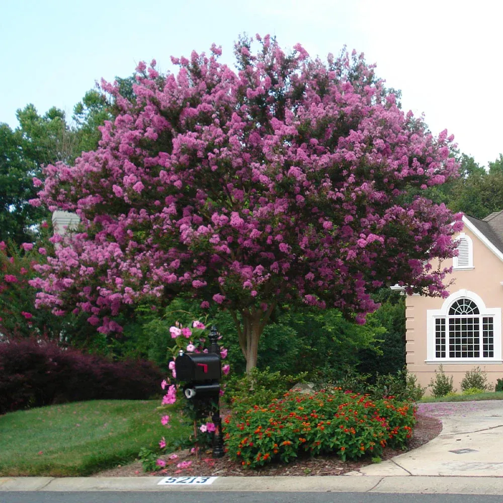 Muskogee Crape Myrtle Tree - Lavender Flowering Deciduous Ornamental 3