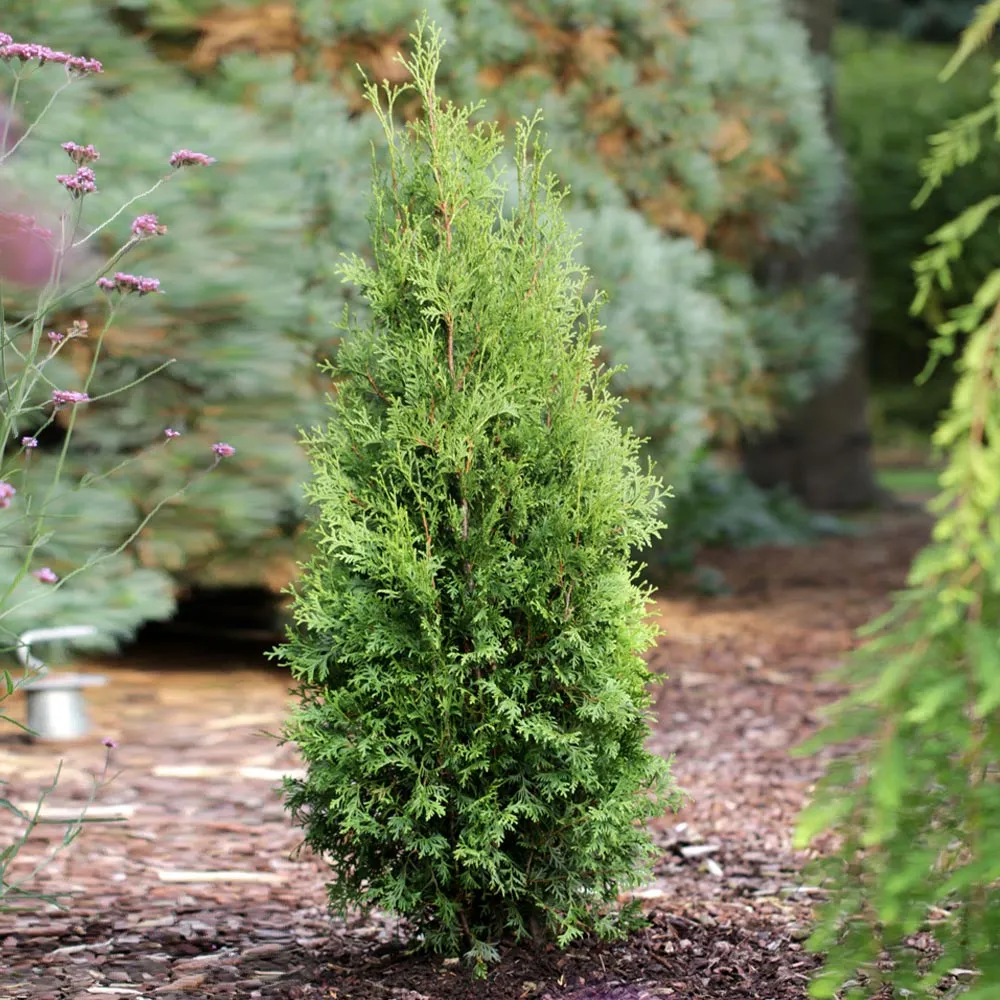 Private Jet™ Arborvitae - Dense Evergreen Privacy Hedge 2