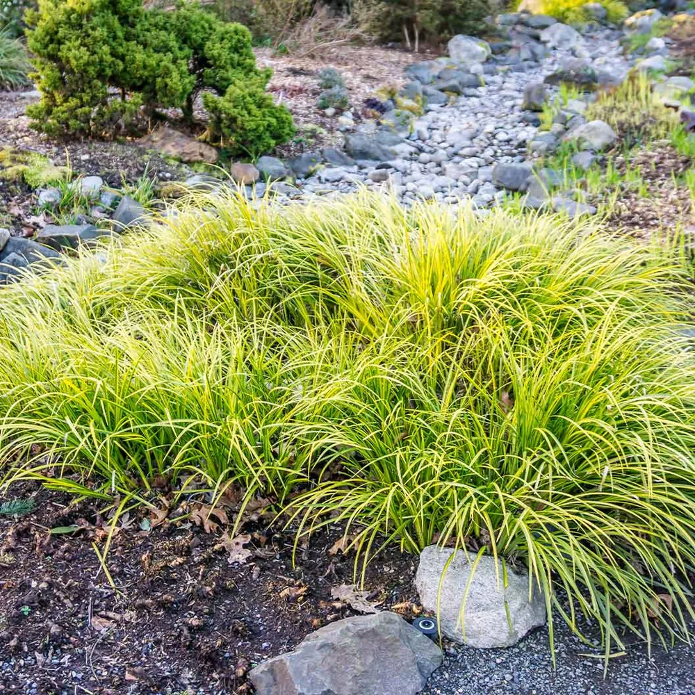 EverColor® Everillo Carex Sedge - Lime Green Ornamental Grass 1