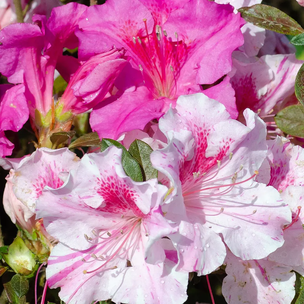 Autumn Twist® Encore® Azalea - Reblooming Evergreen Flowering Shrub