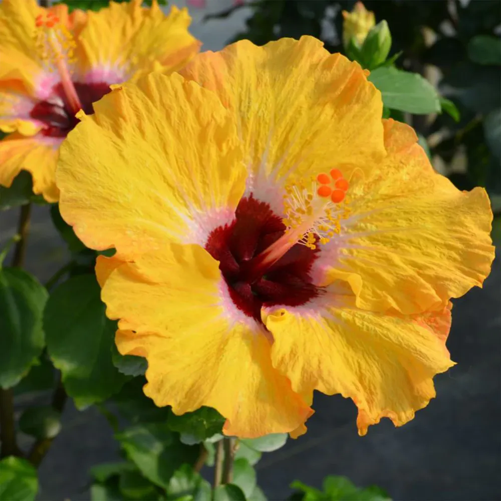 Golden Globe Hollywood Hibiscus Tropical Flowering Shrub