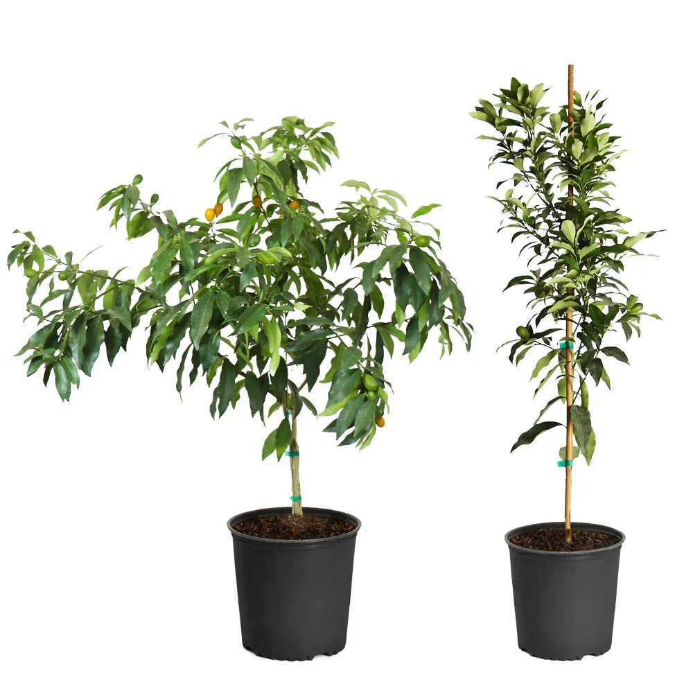 Nagami Kumquat Tree - Evergreen Citrus Fruit Plant 3