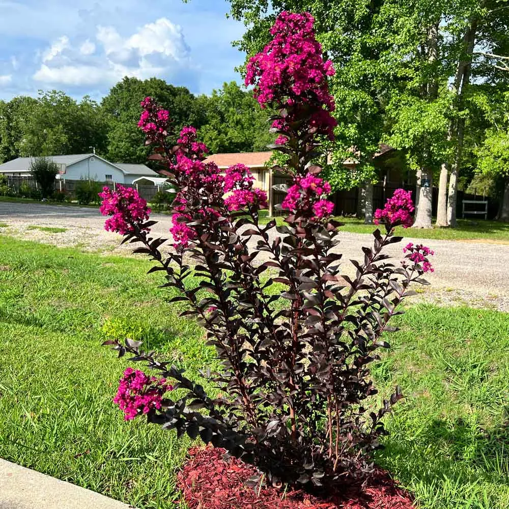 Mystic Magenta Crape Myrtle Tree - Dark Foliage Flowering Ornamental 2