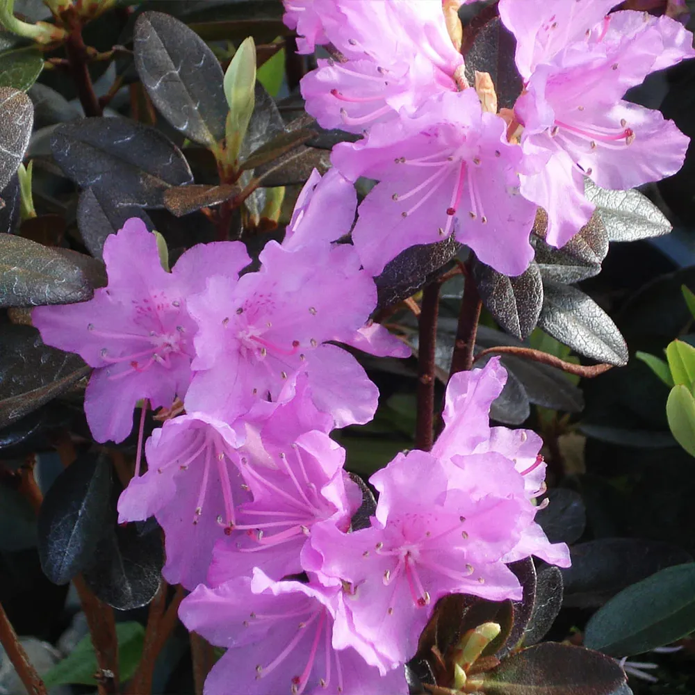 PJM Elite Rhododendron Shrub - Cold Hardy Evergreen Flowering Plant 3
