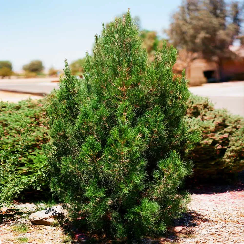 Eldarica Pine Tree Artificial Holiday Decor with Realistic Needle Texture