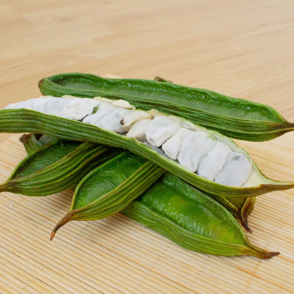 Ice Cream Bean Tree (Inga edulis) Tropical Fruit Plant