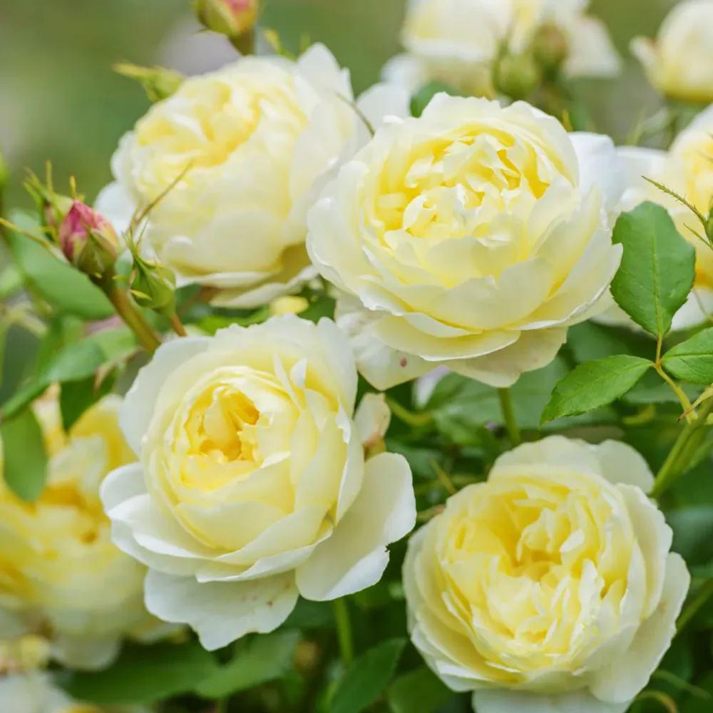 David Austin® Vanessa Bell® Rose Shrub - Pale Yellow English Shrub Rose