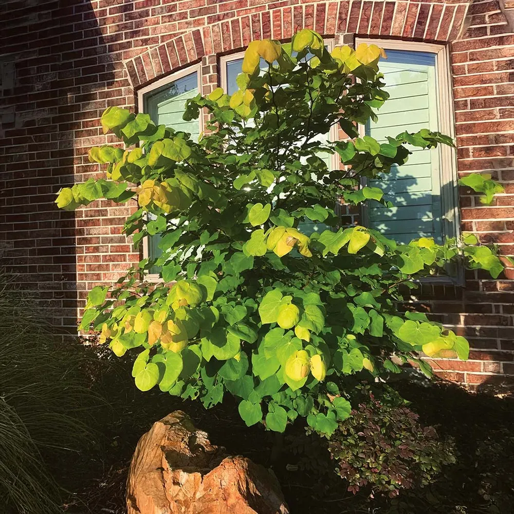 Gilded Hearts® Texas Redbud Tree (Cercis canadensis var. texensis) 2