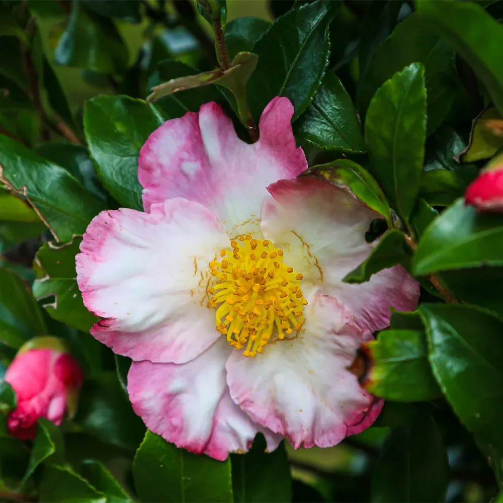 Hana-Jiman Camellia Botanical Conditioning Oil for Hair and Skin