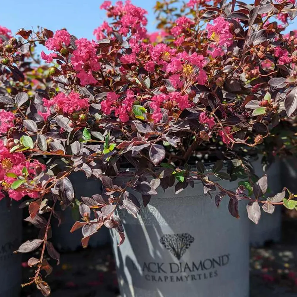 Black Diamond® Pave Pink™ Crape Myrtle Bush - Dark Foliage Flowering Shrub 3