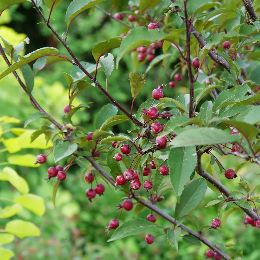 Show Time Crabapple Tree - Ornamental Spring Flowering Deciduous Tree 1
