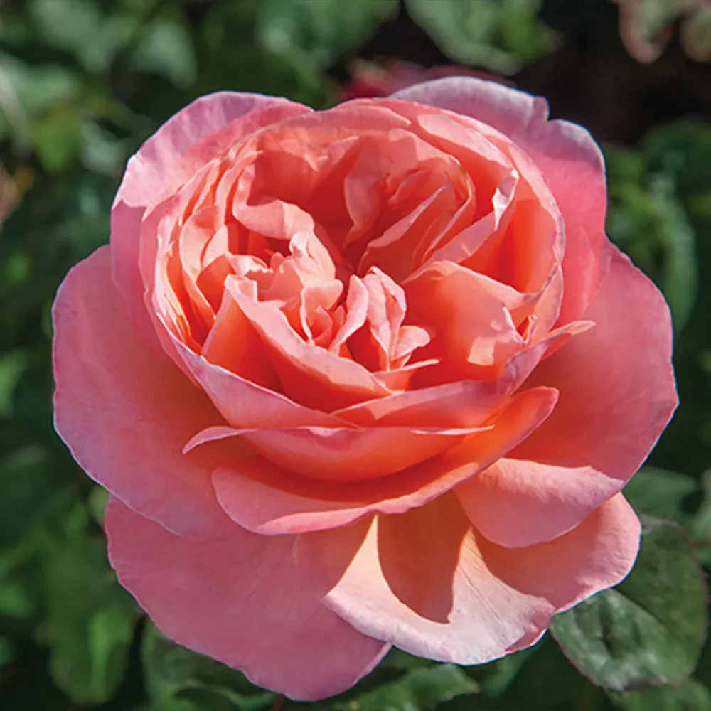 Sweet Mademoiselle Rose Floral Fragrance for Women 1