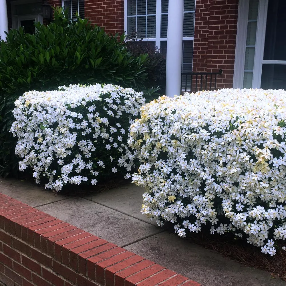 Kleim's Hardy Gardenia Shrub - Fragrant Evergreen Flowering Plant