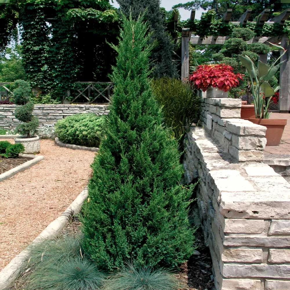 Blue Point Juniper (Juniperus chinensis) Conical Evergreen Shrub 1