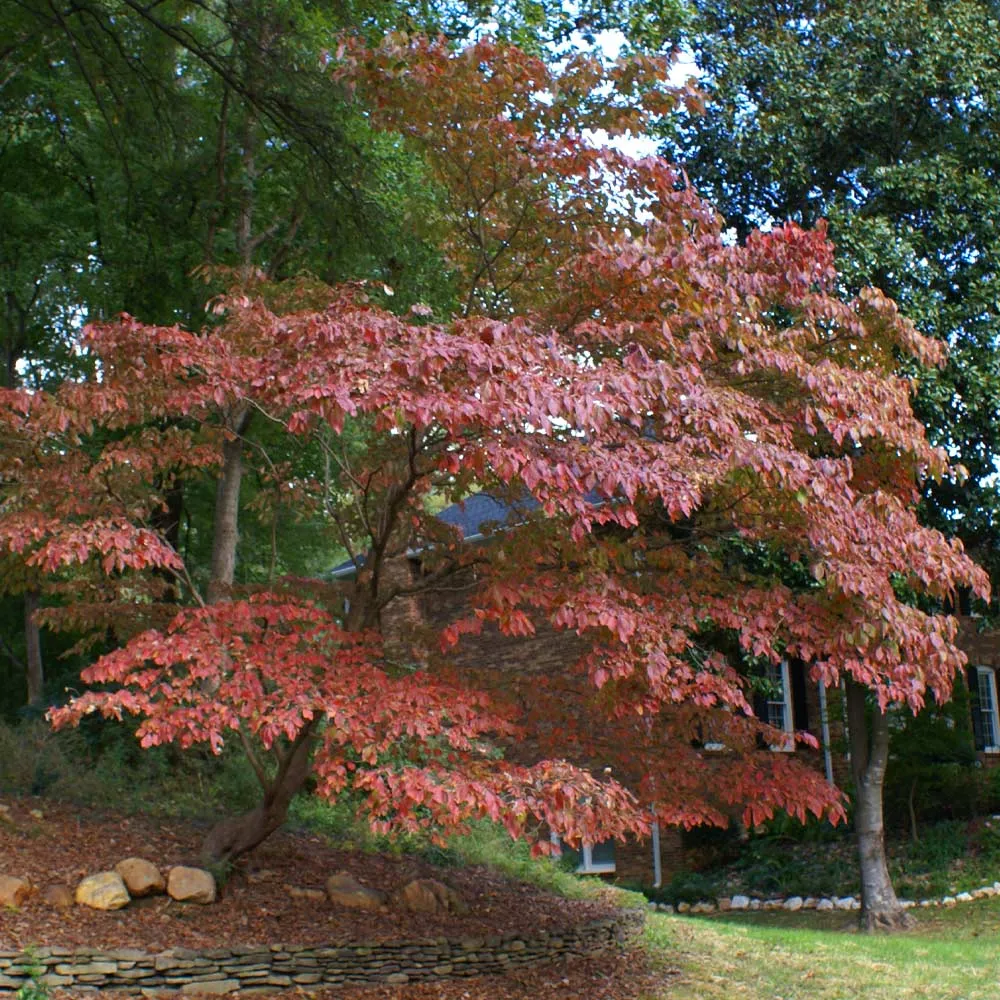 White Kousa Dogwood (Cornus kousa) Flowering Deciduous Tree 5