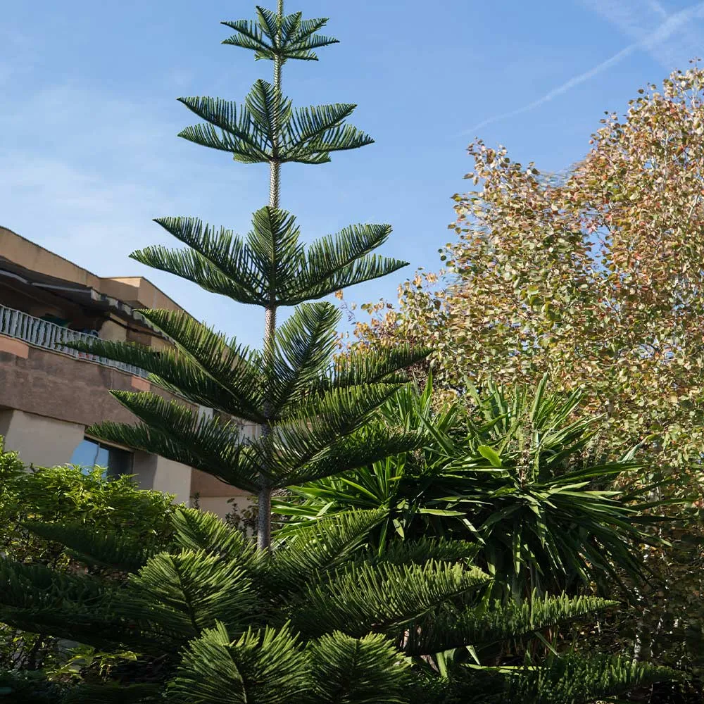 Norfolk Island Pine Tree (Araucaria heterophylla) - Indoor Evergreen Potted Plant 3