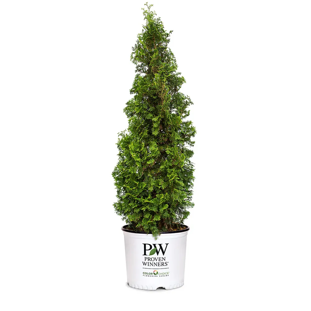 Sting Arborvitae (Thuja occidentalis) Narrow Evergreen Privacy Shrub 3