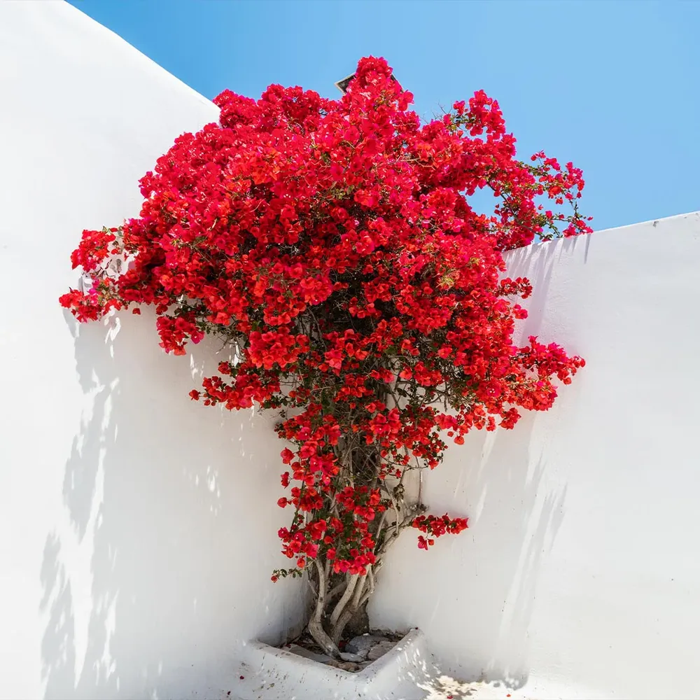 Ruby Red Bougainvillea Flowering Shrub for Outdoor Landscaping