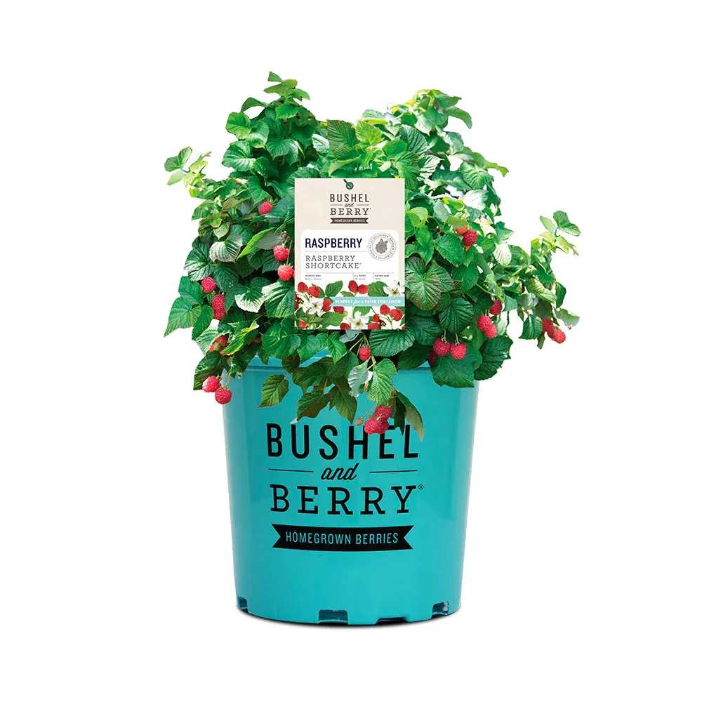 Bushel and Berry® Raspberry Shortcake® Dwarf Thornless Raspberry Bush 3