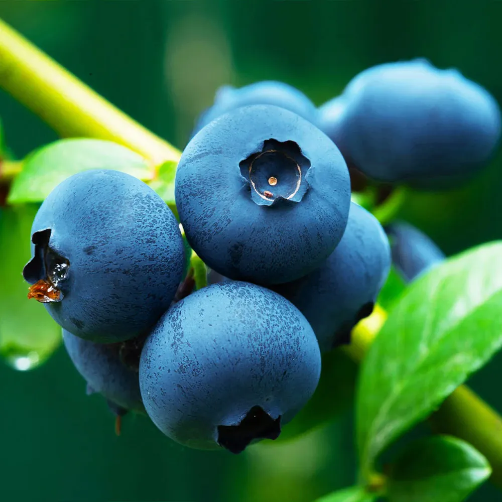 Brightwell Blueberry Bush - Rabbiteye Variety for Home Gardens