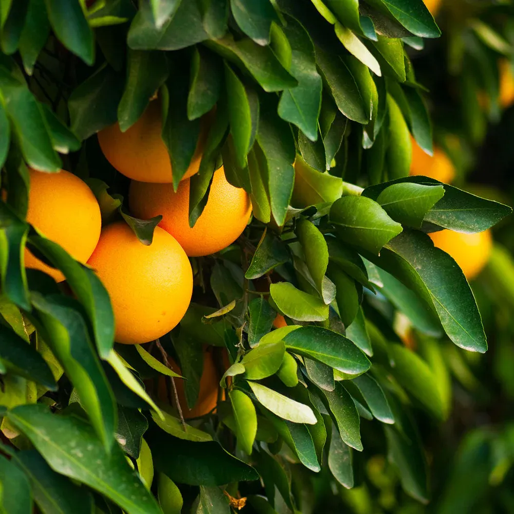 Ruby Red Grapefruit Tree - Live Citrus Paradisi for Home Orchard 1