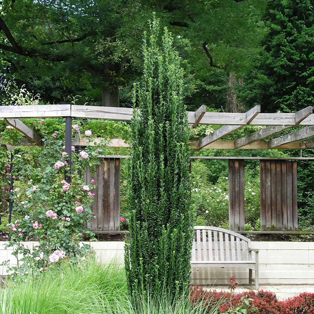 Sky Pencil Holly Tree - Columnar Ilex crenata Evergreen Shrub