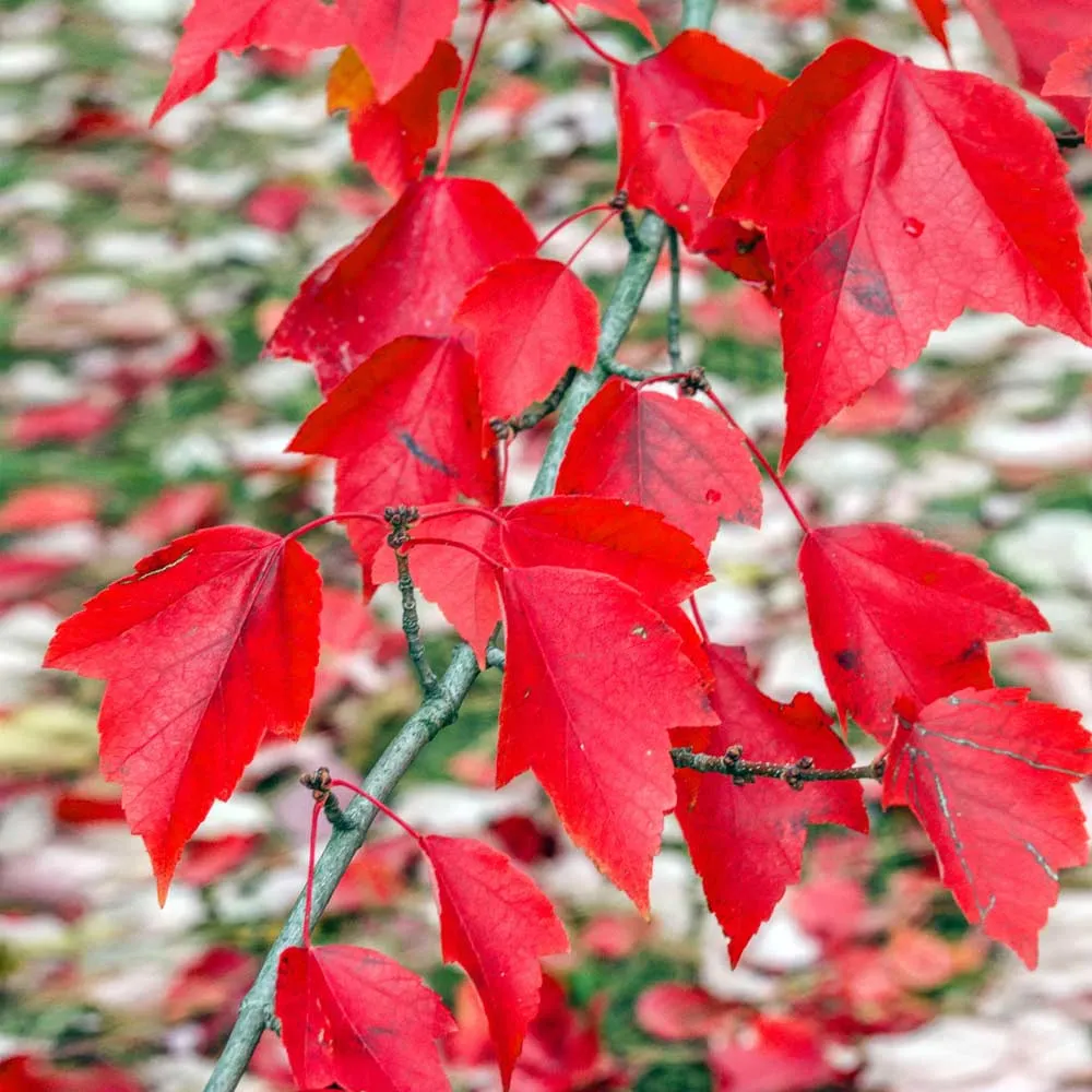 Red Sunset® Maple Tree (Acer rubrum 'Franksred') 1