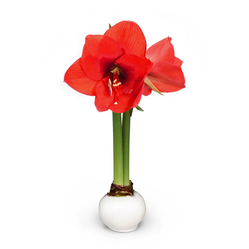 White Wax-Dipped Amaryllis Bulb with Red Blooms 1