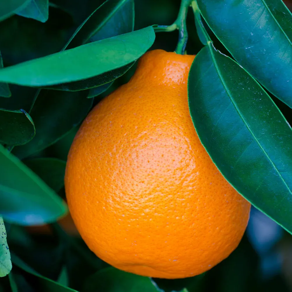 Tangelo Tree - Live Citrus Fruit Plant