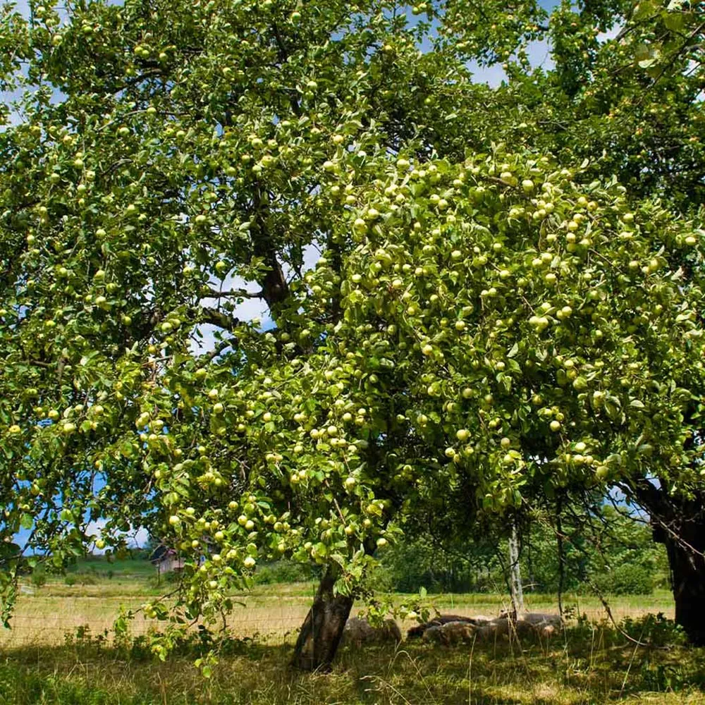 Granny Smith Apple Tree - Crisp Tart Fruit Variety 1