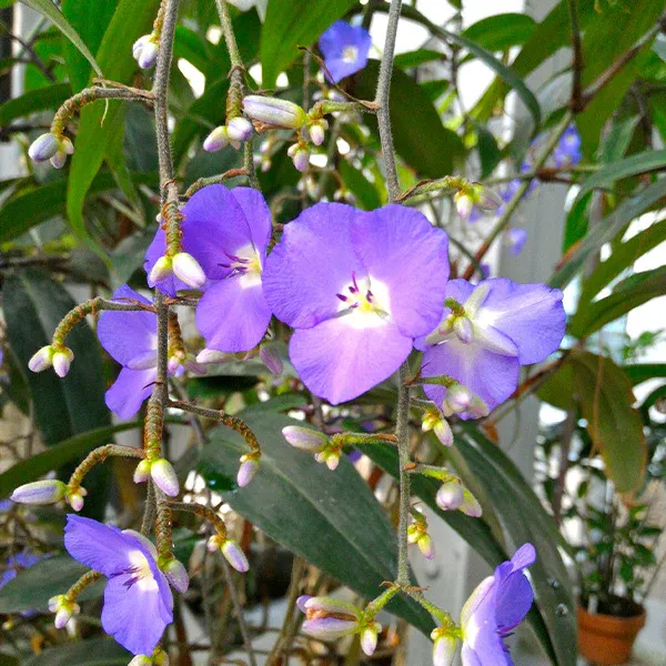 Weeping Blue Ginger Plant (Dichorisandra thyrsiflora) Tropical Ornamental Foliage 1