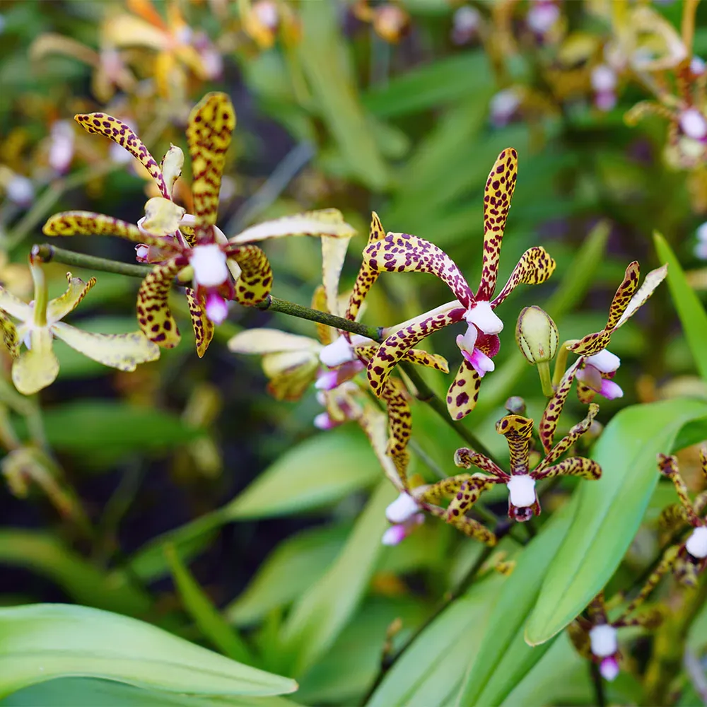 Spider Orchid Bush - Realistic Artificial Botanical Plant for Home Decor