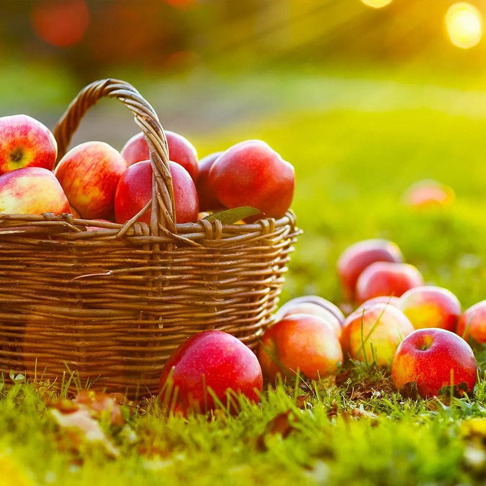 Artificial Apple Tree Decorative Plant for Home and Office Interior