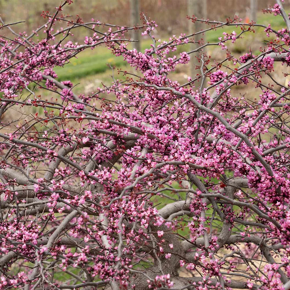 Amethyst Falls Redbud Tree - Ornamental Cascading Flowering Tree 1