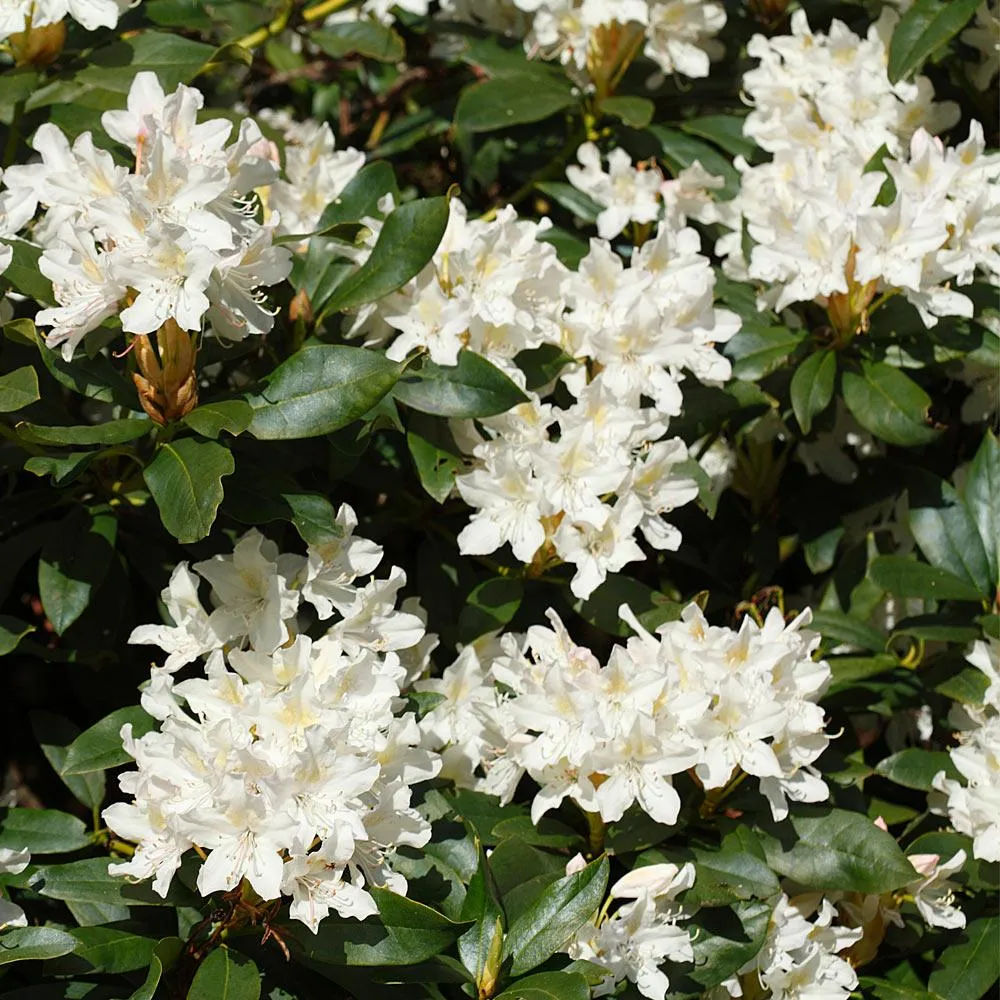 White Rhododendron Flowering Evergreen Shrub 1