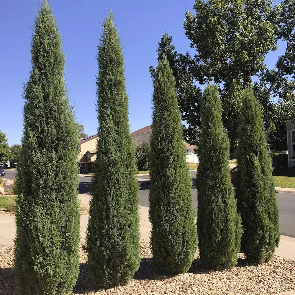 Woodward Juniper Tree - Artificial Potted Plant for Interior Decoration
