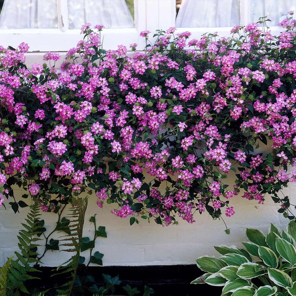 Purple Lantana Flowering Shrub for Garden Landscaping